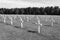 Graves of valiant soldiers from America that fought during World