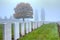 Graves of WWI soldiers at Tyne Cot, Flanders Fields