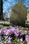 Gravestone in the historic South Ealing Cemetery, Victorian burial ground in west London, with purple crocuses growing in the gro
