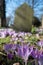 Gravestone in the historic South Ealing Cemetery, Victorian burial ground in west London, with purple crocuses growing in the gro