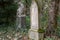 Gravestone with ivy on a former cemetery