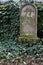 Gravestone with ivy on a former cemetery