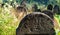 Gravestone in the old Jewish cemetery in the Ukrainian Carpathians