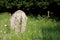 Gravestone in an overgrown graveyard