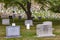 Gravestones at Arlington National Cemetery