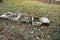 Gravestones with fallen leaves in Sudetenland