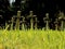 Gravestones in fresh green grass