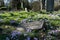 Gravestones in the historic South Ealing Cemetery, Victorian burial ground in west London, with purple crocuses growing in the gro