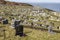 Gravestones at St. Tudno`s Church at Llandudno, Wales, UK.