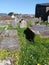 Graveyard ancient old tombstones grey green