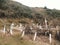 Graveyard in Puerto de Hambre, Punta Arenas, Chile with Pringles Stokes grave surrounded by greenery