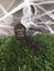 A graveyard scene with a tombstone and spider for Halloween