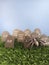 Graveyard scene with tombstones and a spider