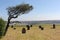 Graveyard under a tree