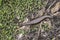 Gravid Eastern Water Skink