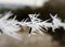 Gravity defying icicles on barbed wire from freezing fog