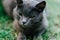 gray adult cat