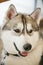 Gray Adult Siberian Husky Dog (Sibirsky husky)