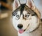 Gray Adult Siberian Husky Dog (Sibirsky husky)