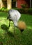 Gray African crane