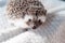 Gray African pygmy hedgehog playing on a white blanket