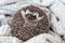 Gray African pygmy hedgehog sleeps on a white blanket curled up in a ball, close up