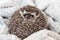 Gray African pygmy hedgehog sleeps on a white blanket curled up in a ball, close up