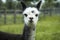 Gray alpaca closeup