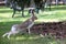 Gray American Hare