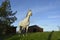 Gray American Quarter Horse eating lush green grass with blue sky and barn