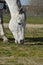 Gray American Quarter Horse grazing