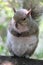 Gray american squirrel, closeup