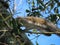 Gray american squirrel on tree in Florida nature, closeup