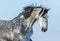 Gray Andalusian Horse in motion. Portrait of Spanish horse.