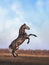 Gray Andalusian horse rear on meadow with overcast skies