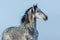 Gray Andalusian stallion. Portrait of Spanish horse.