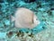 Gray angelfish