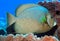 Gray Angelfish