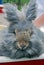 gray angora rabbit