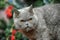 Gray angry british cat at christmas