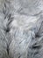 Gray animal fur
