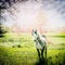 Gray arabian horse with a developing tail running at green spring nature