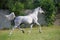 Gray arabian horse running trot on pasture