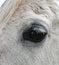 Gray Arabian Horse`s eye