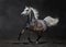 Gray arabian mare gallops