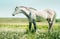 Gray arabian purebred stallion horse