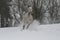 Gray Arabian stallion trotting on a cord on a snowy slope.