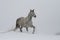 Gray Arabian stallion trotting on a cord on a snowy slope.