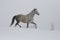 Gray Arabian stallion trotting on a cord on a snowy slope. In the background are the tops of the trees. Many shades of gray on a c