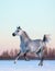 Gray Arabian stallion on winter snowfield at sunset